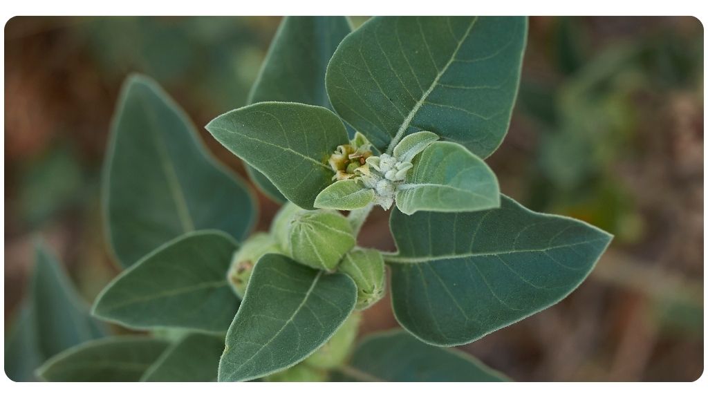 best herbs for testosterone