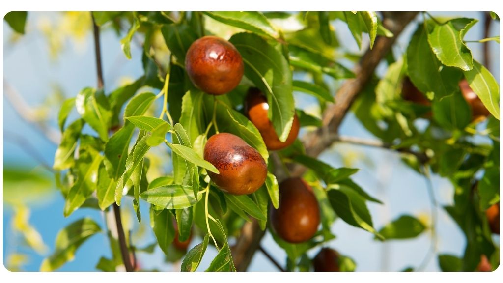 jujube benefits for health