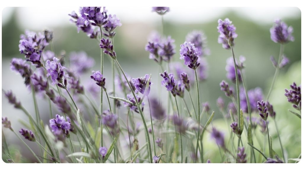 lavender health benefits