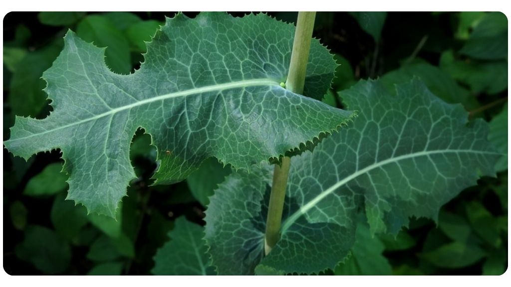 health benefits of wild lettuce