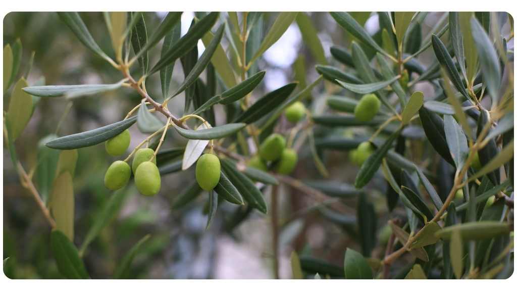 health benefits of olive leaf