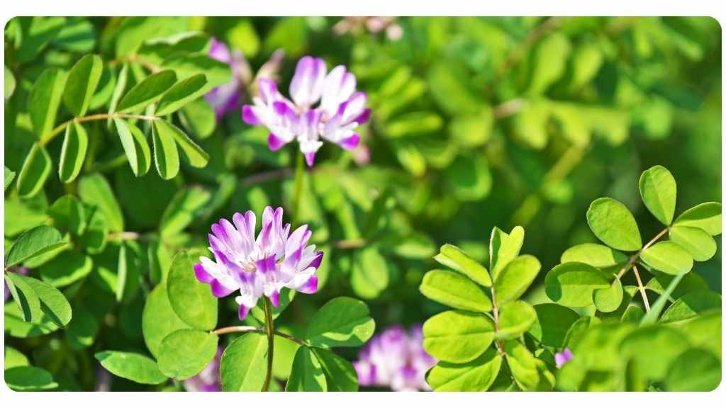 health benefits of astragalus