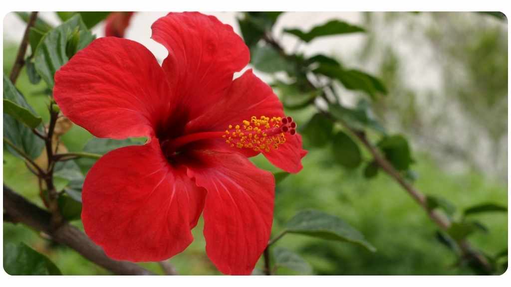 hibiscus benefits