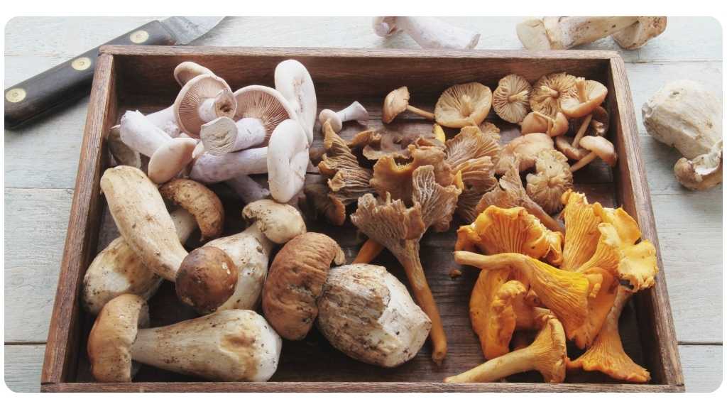 health benefits of functional mushrooms