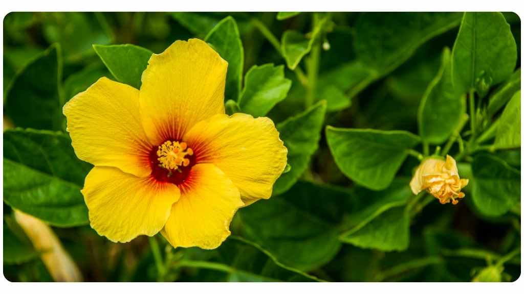 hibiscus health benefits