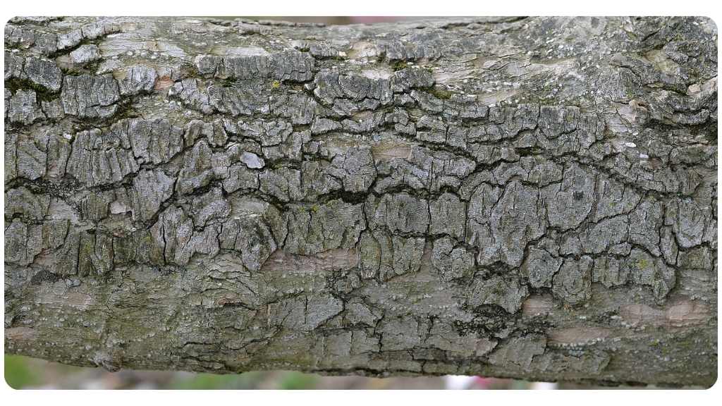 health benefits of magnolia