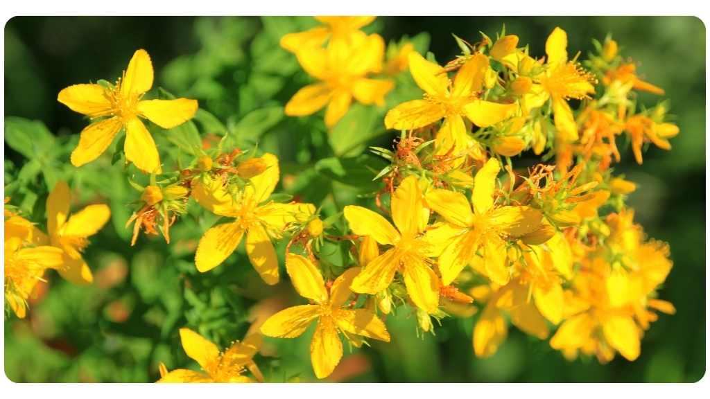 benefits of st. john's wort
