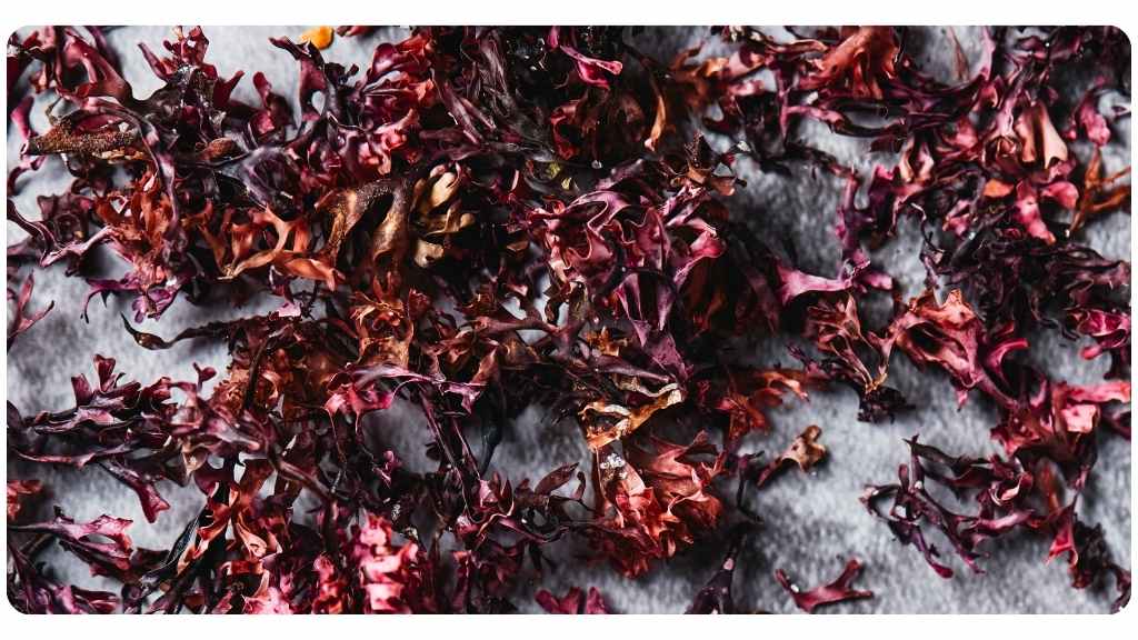 sea moss benefits