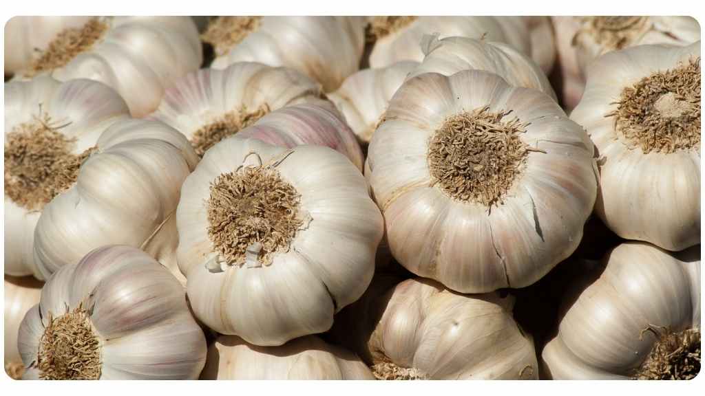 the benefits of garlic
