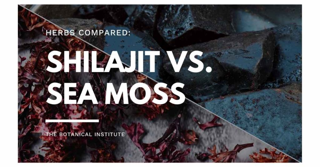 differences and similarities of sea moss vs. shilajit
