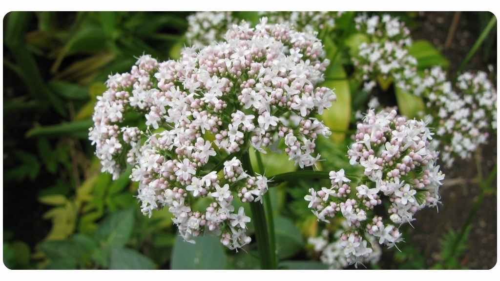 the benefits of valerian root