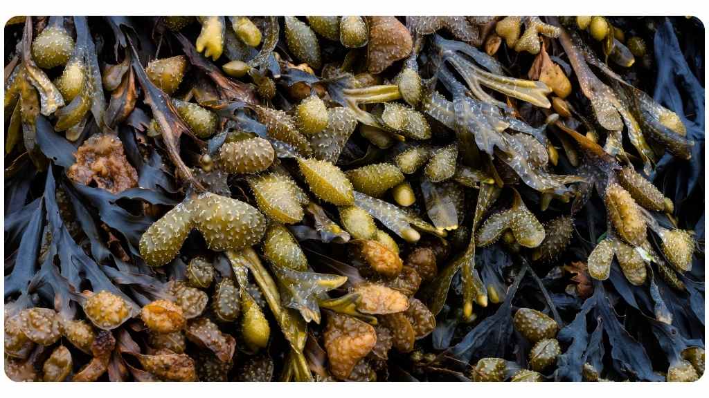 5 bladderwrack benefits