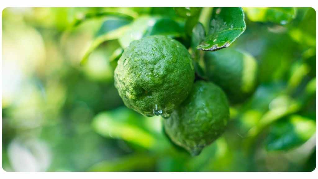 benefits of citrus bergamot/bergamot orange