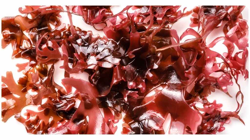 dulse seaweed benefits