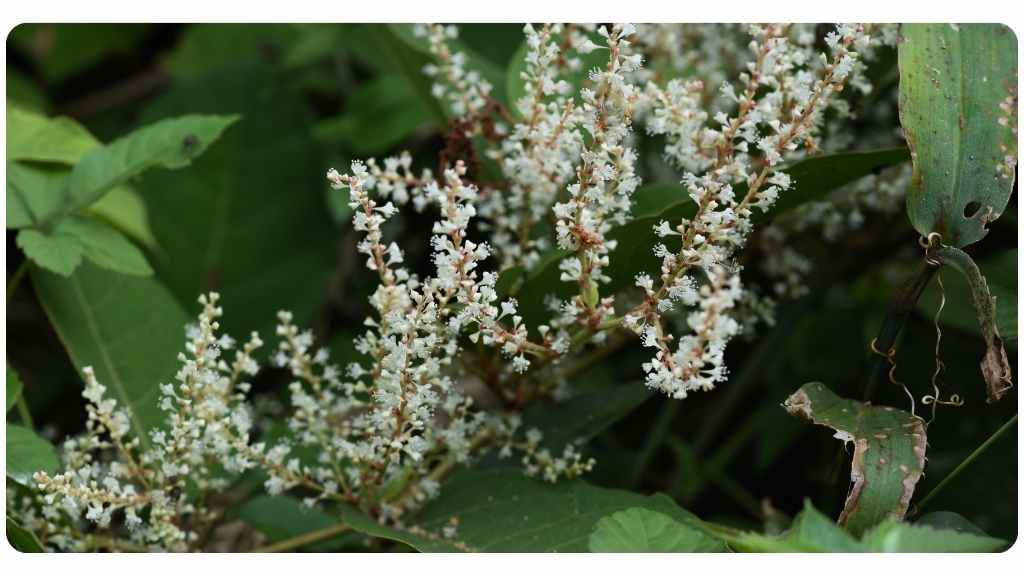 Japanese knotweed benefits