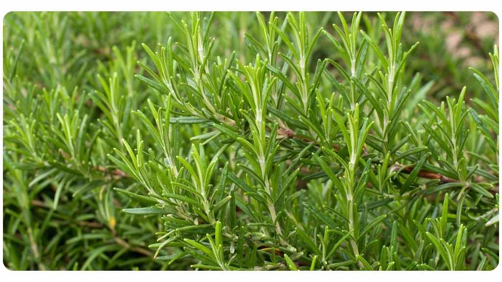 best herbs for asthma - rosemary