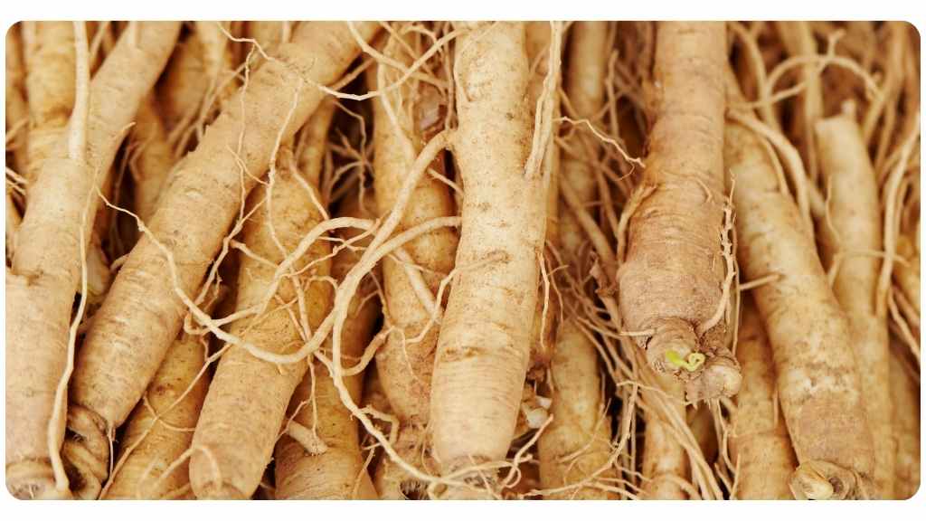 ginseng vs. maca : ginseng