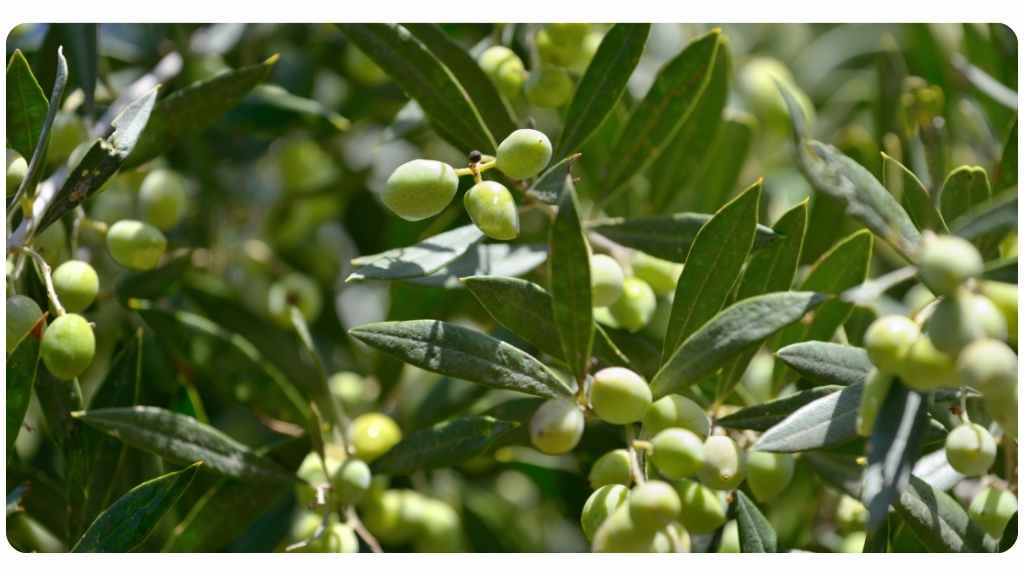 the nine best herbs for circulation