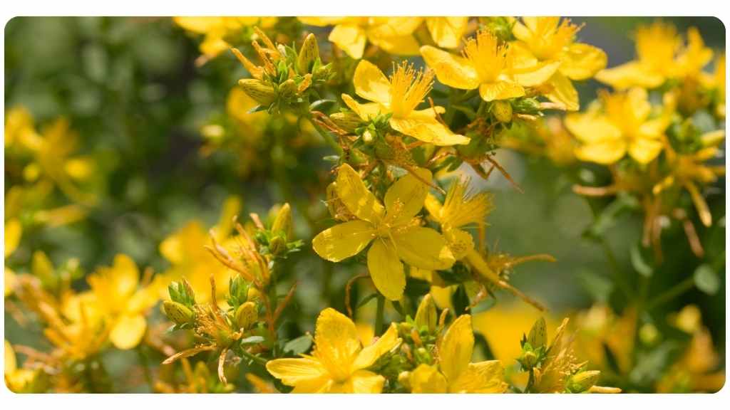 the best 9 herbs for depression