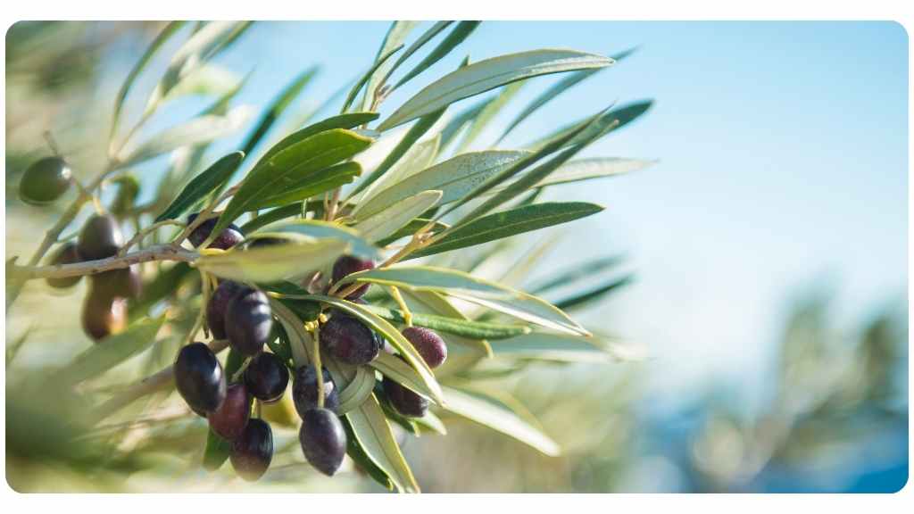 the 7 best herbs for lowering blood pressure