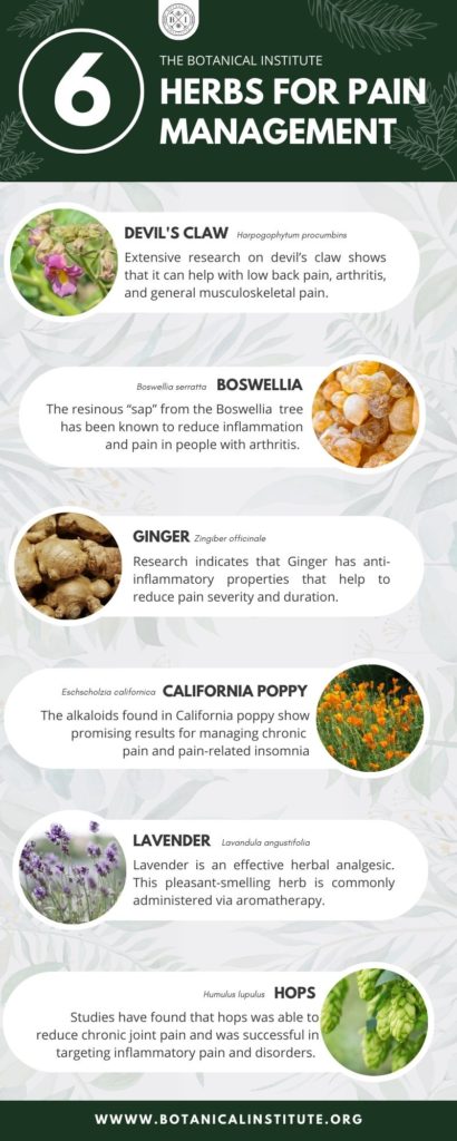 Best Herbs for Pain Management Infograph