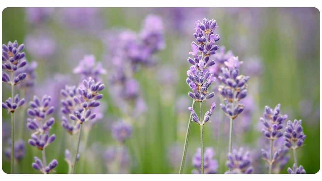 rosemary vs. lavender - lavender benefits