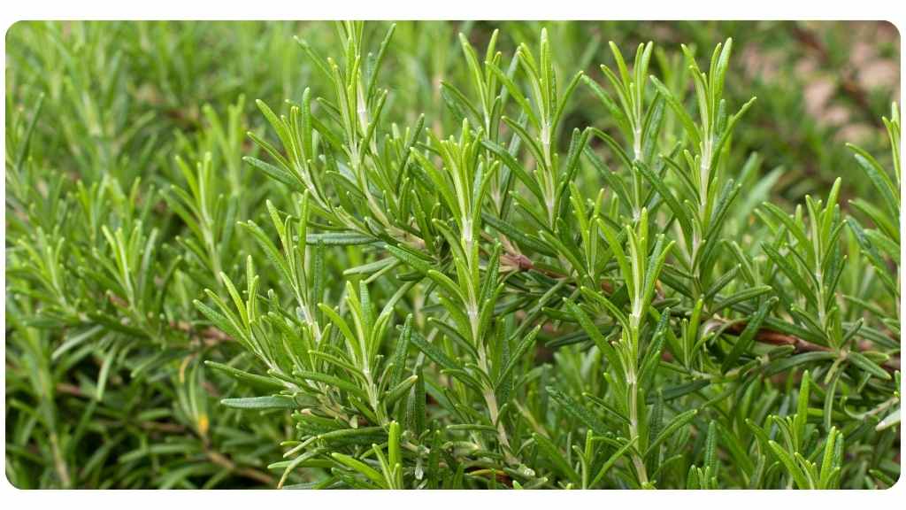 Rosemary vs. lavender - rosemary benefits