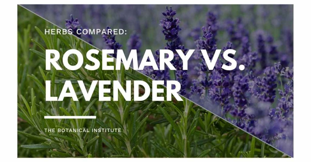 rosemary vs. lavender differences and similarities