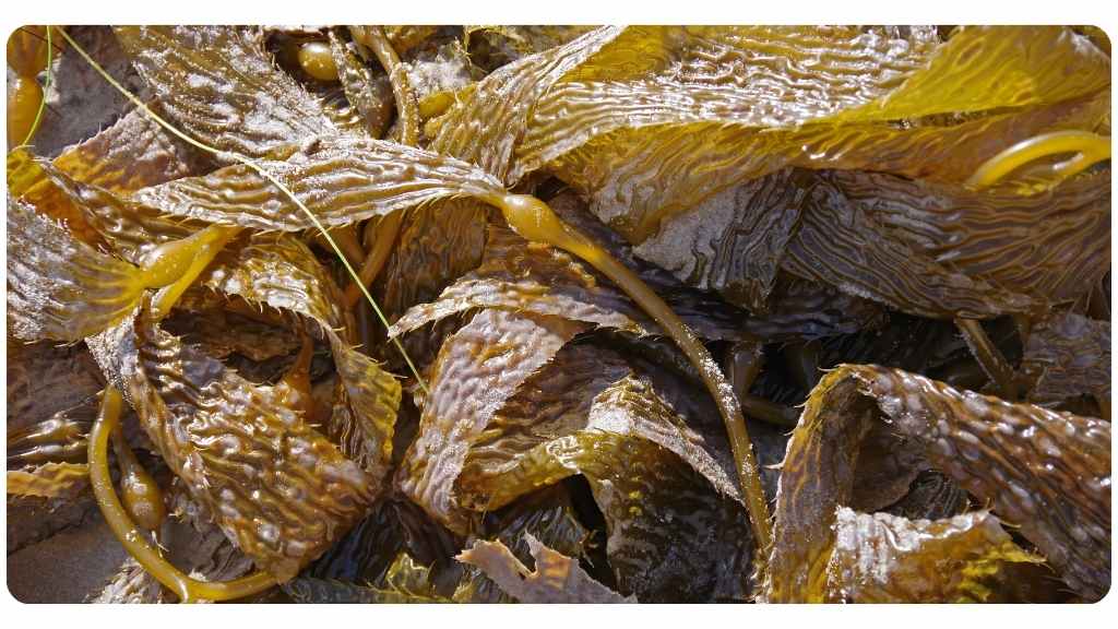 sea kelp and its benefits