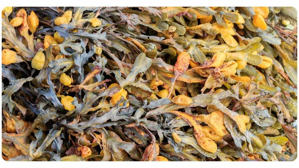 the benefits of seaweed