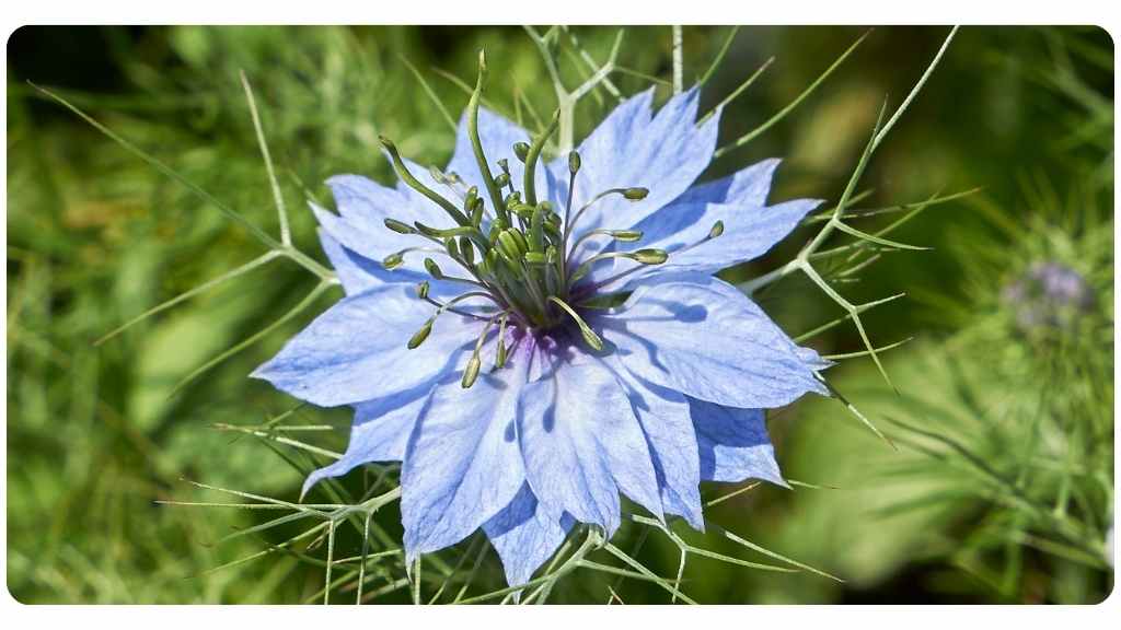 health benefits of black seed