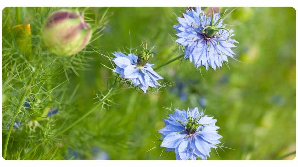 the 7 health benefits of black seed/nigella sativa