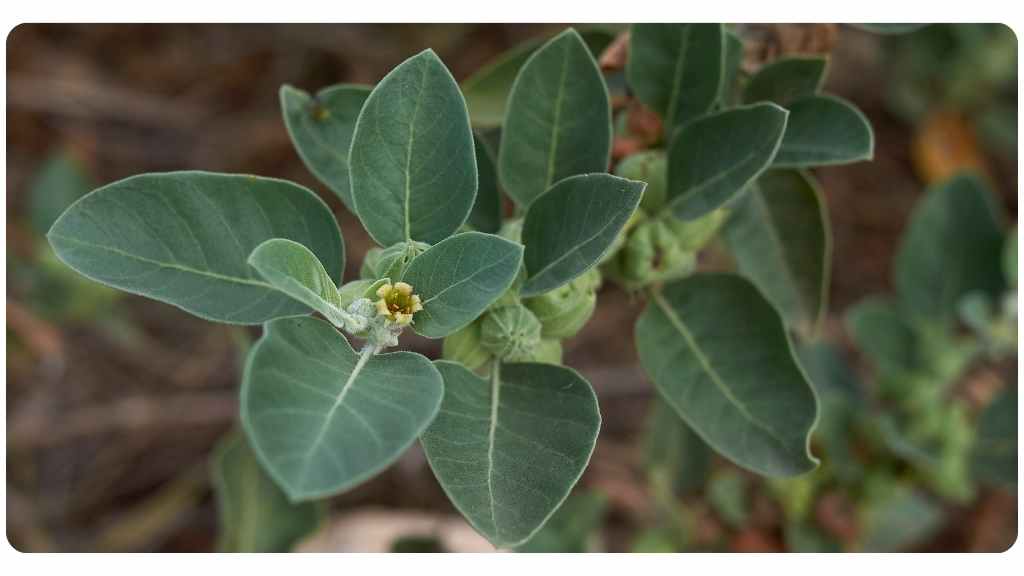ashwagandha health benefits