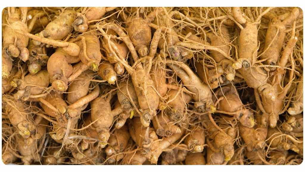 American ginseng health benefits