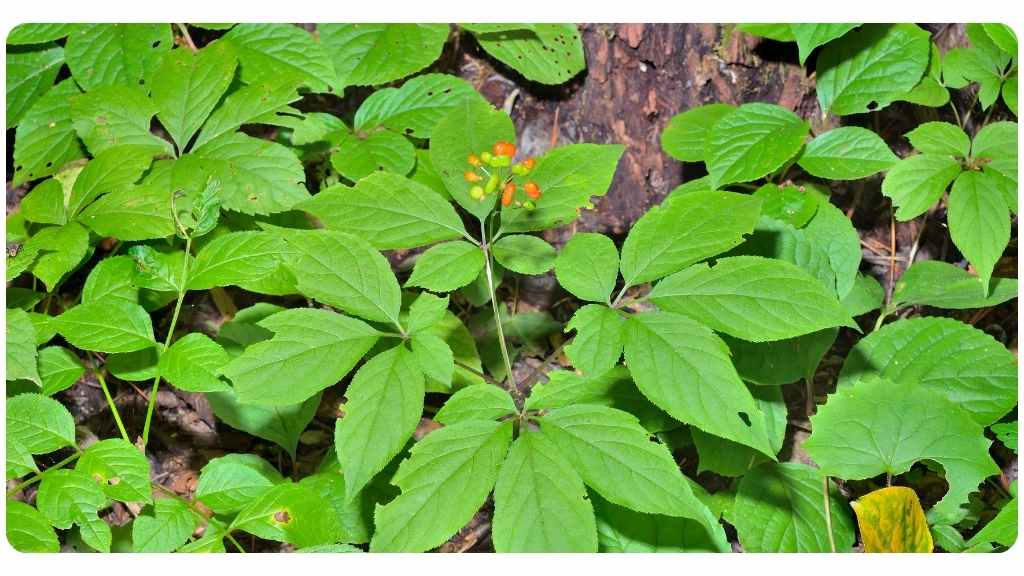 6 health benefits of American ginseng/Panax quinquefolius