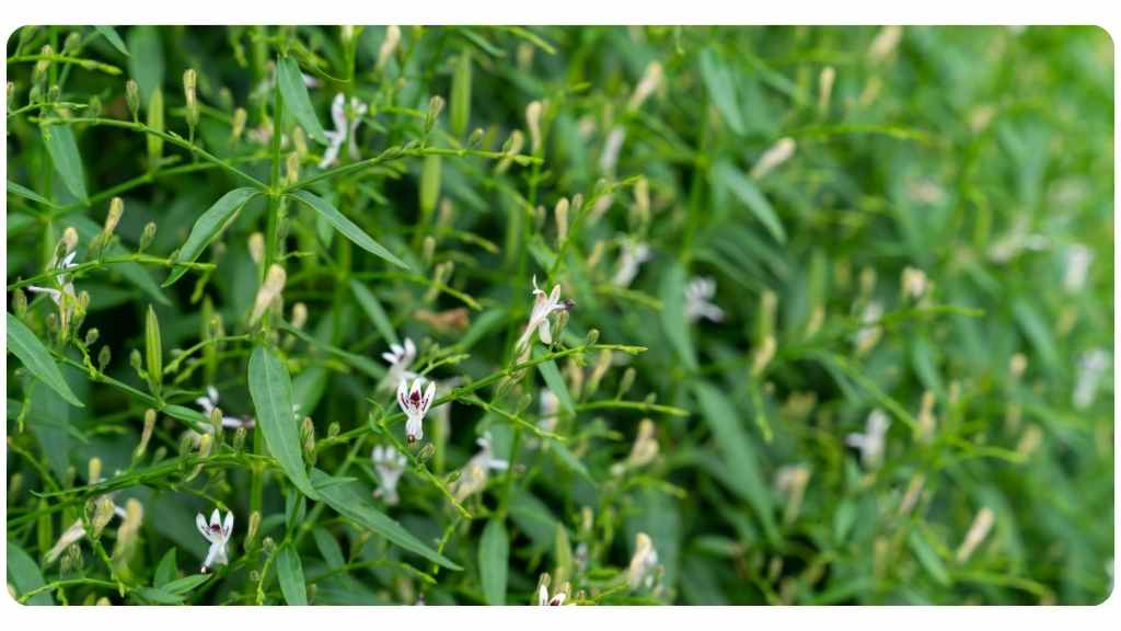 9 andrographis health benefits
