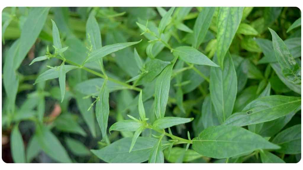 benefits of andrographis