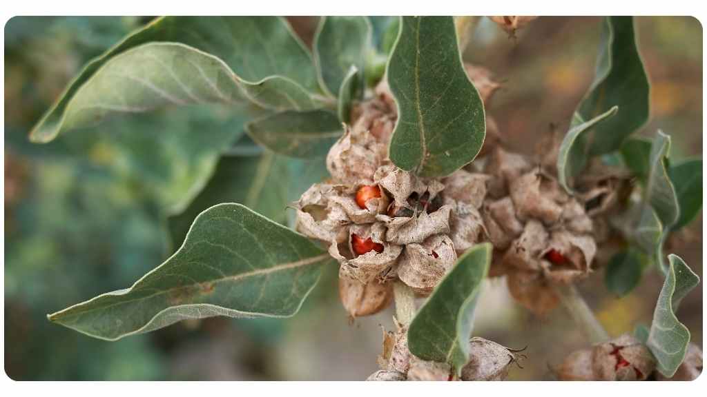 9 benefits of ashwagandha