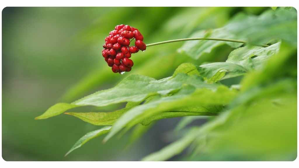 8 health benefits of asian ginseng