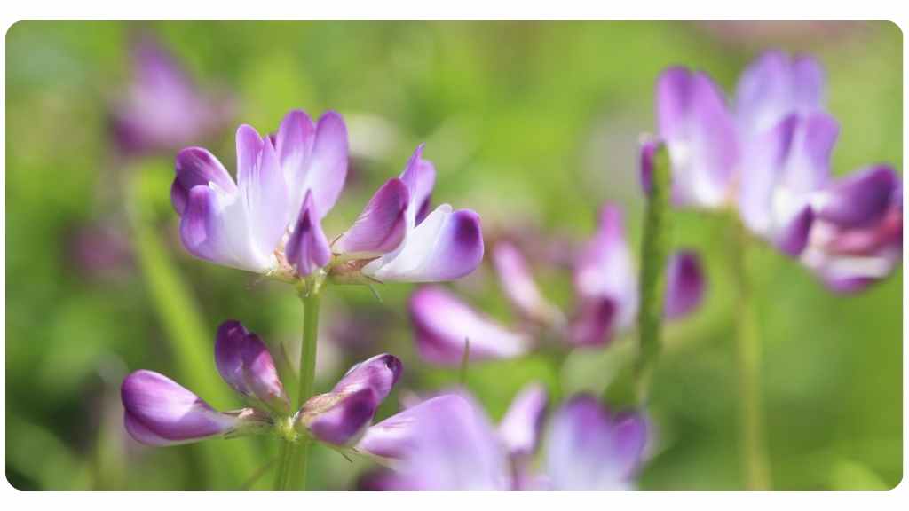 astragalus and its benefits