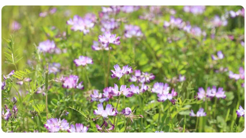 health benefits of astragalus