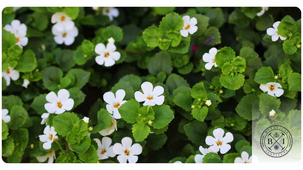 6 bacopa benefits