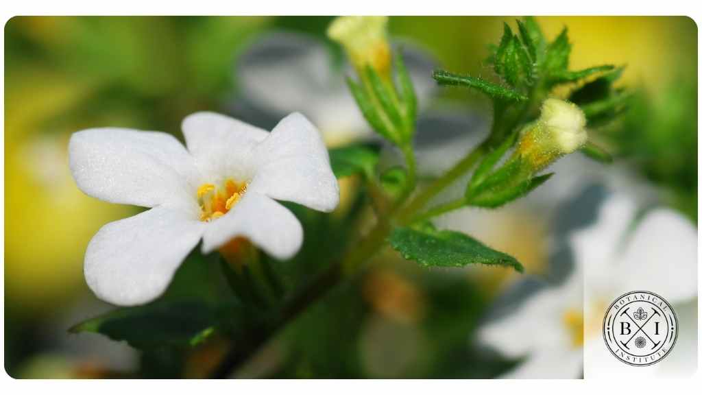 health benefits of bacopa
