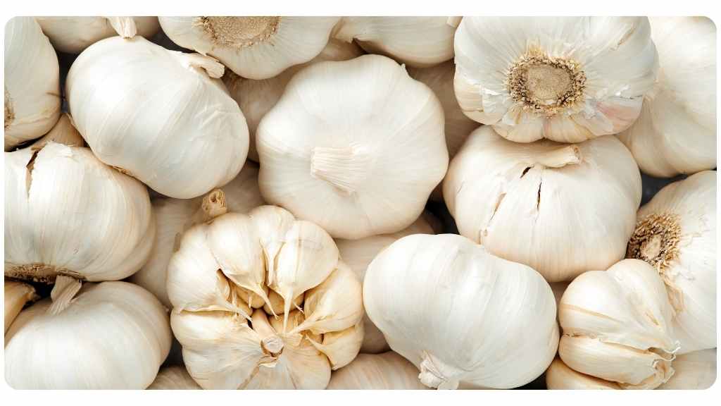best herbs for fighting fungal infections