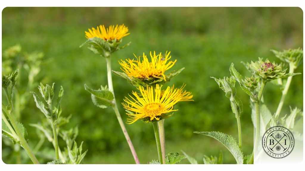 top 5 bitter herbs