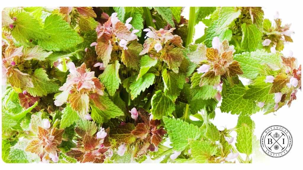 5 bitter herbs for health