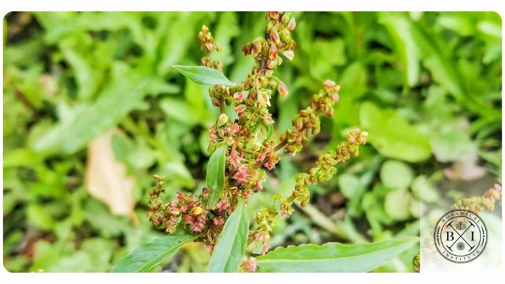 list of the best bitter herbs
