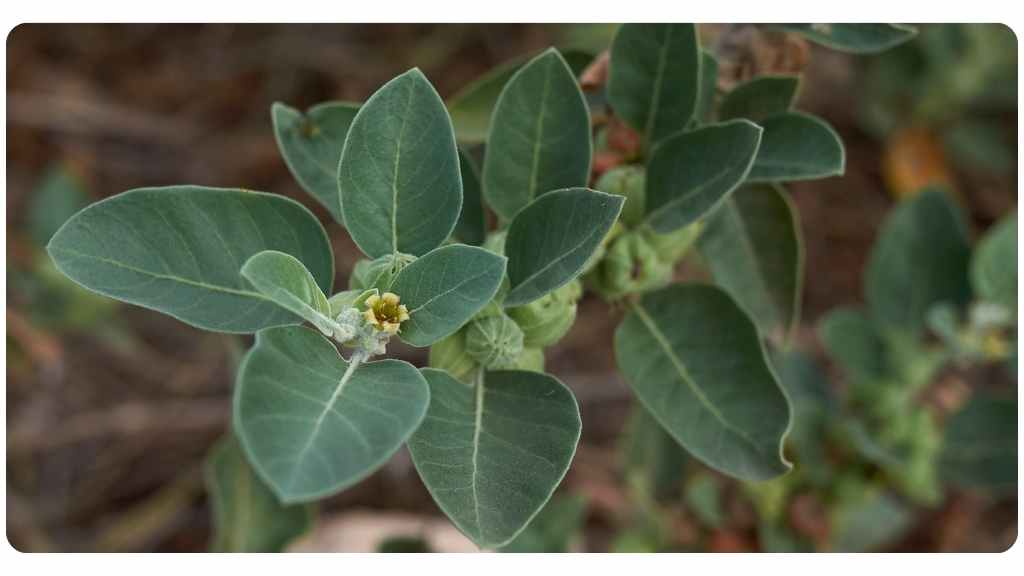 herbs for energy - ashwagandha