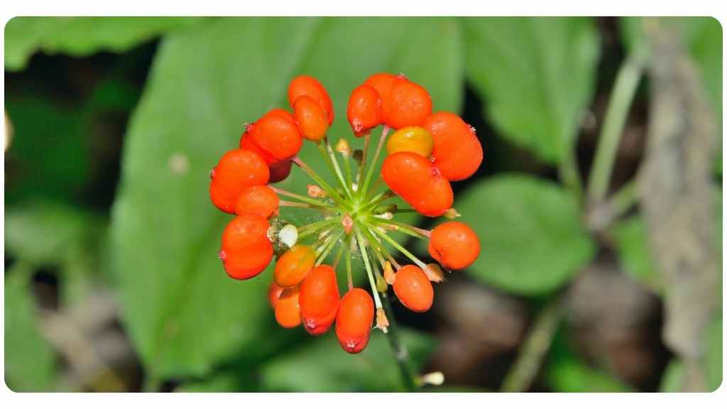 herbs for energy - asian ginseng