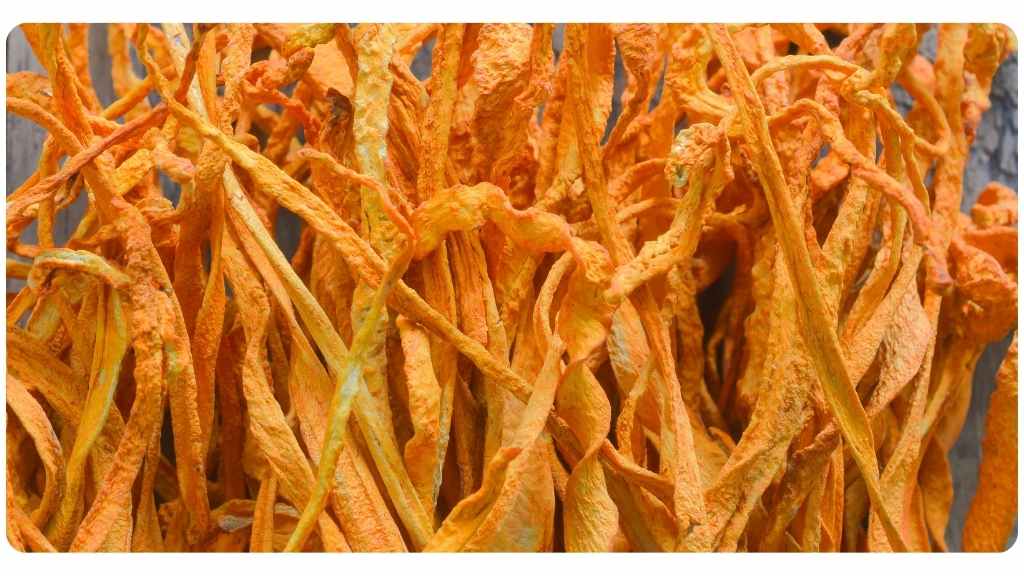 herbs for energy - cordyceps